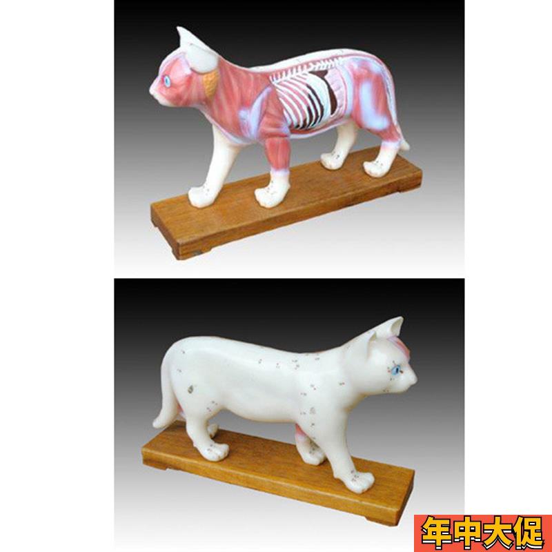 动物中医用猫体针灸模型解剖穴位教学练习训练标本模具