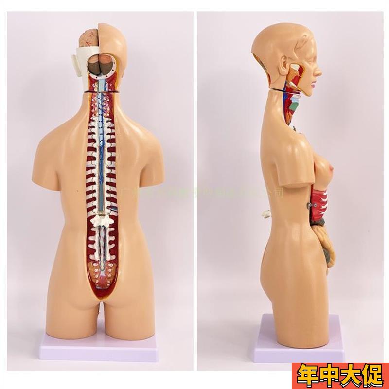 两性躯干模型(可拆分21件)人体躯干内脏解剖模型 55CM高