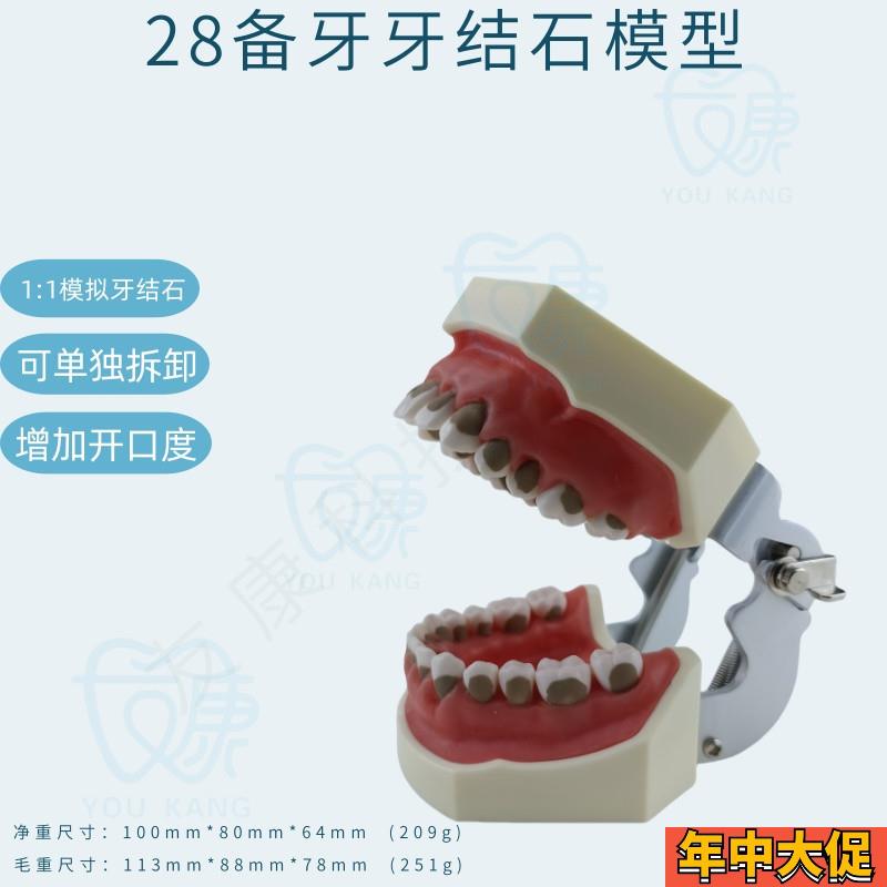 牙科全口可拆卸备牙模型  软牙龈模型 练习牙齿模型 送螺丝螺丝刀
