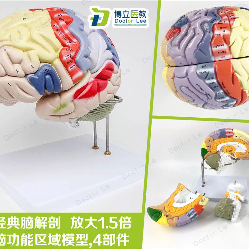 专业医学人体大脑解剖模型脑功能放大F1.5倍带标示教学脑科脑皮层