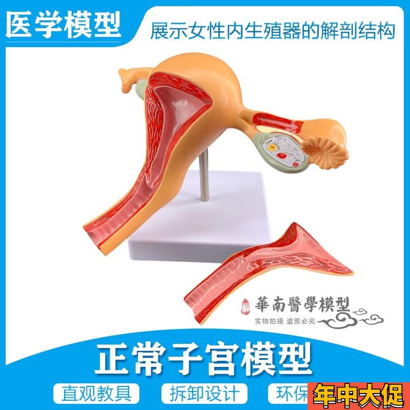女性内生殖器官模型子宫卵巢生殖结构妇产科模型2部件正常子宫