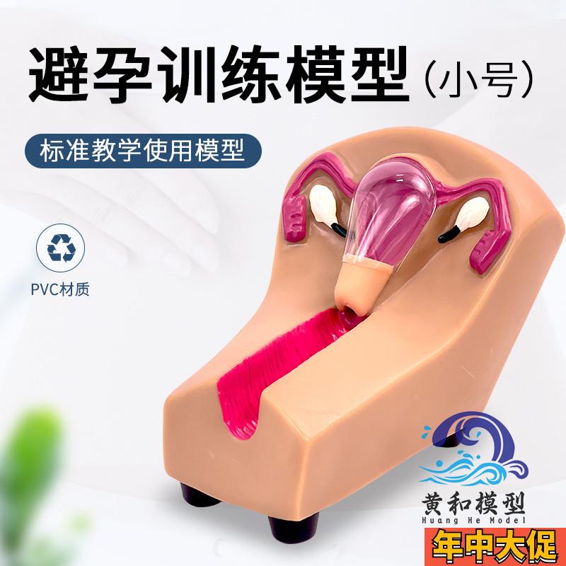 女性宫内避孕器及训练模型子宫生殖器官教学模具上环取环练习