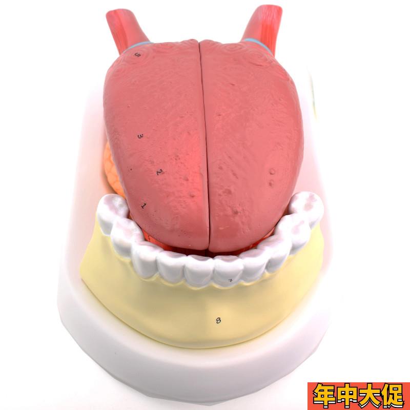 ENOVO颐诺舌附牙放大模型 舌苔结构舌头解剖舌象中医舌象教学舌质