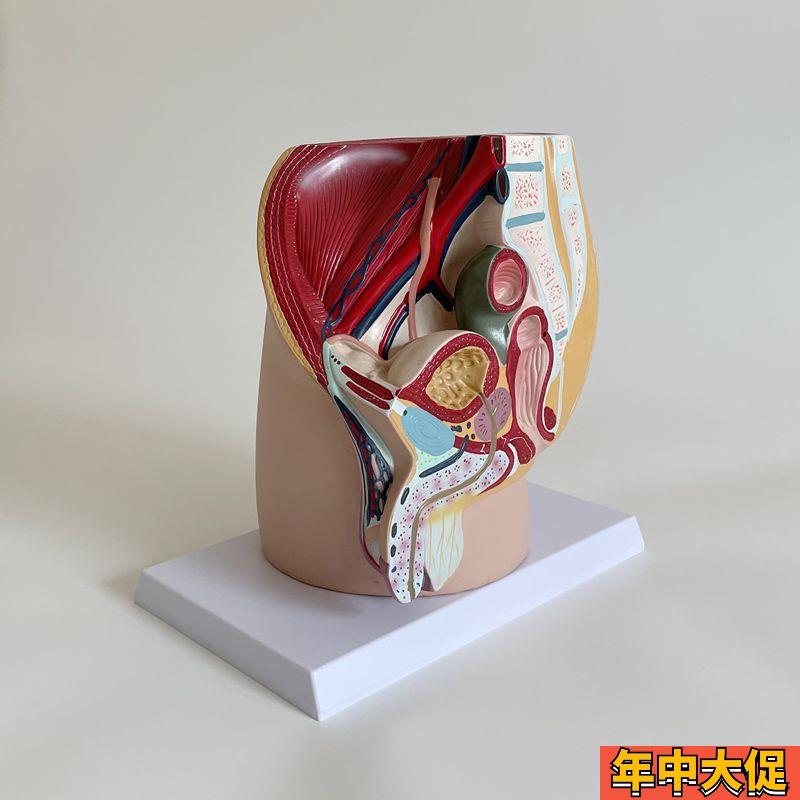 康泰模型男盆腔膀胱前列腺睾丸腹腔内脏盆腔盆底肌男科医患示教用