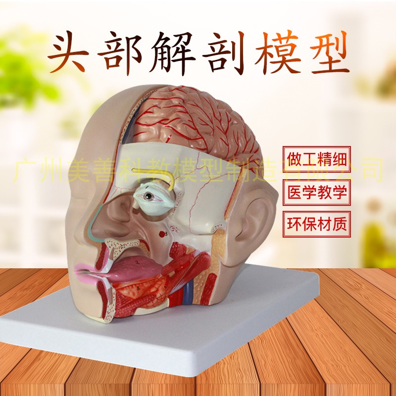 人体头部解剖附脑动脉模型 颅脑解剖模型 面部解剖 W头脑解剖模型