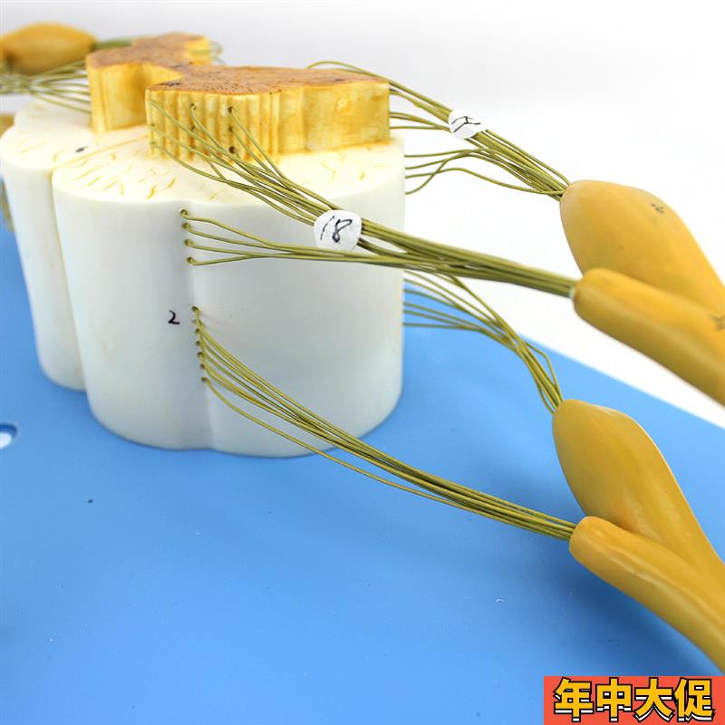 颐诺正品医用人体脊髓脊神经分支模型周围神经系统脊柱麻醉解剖