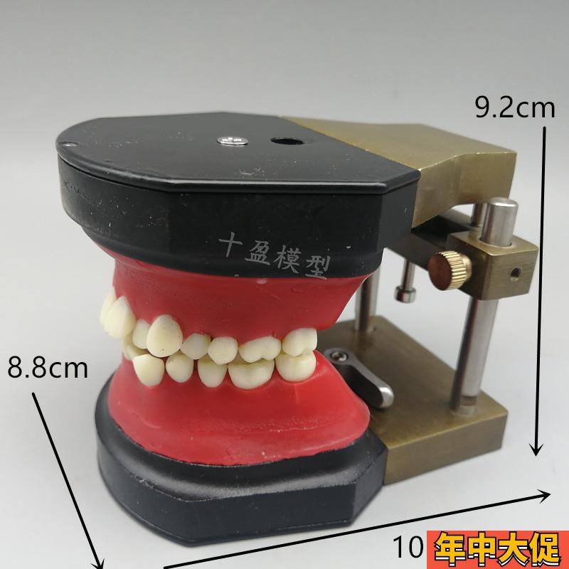 牙科 正畸训练模型 牙齿矫正练习弓丝弯制Typodont 可变蜡堤 包邮
