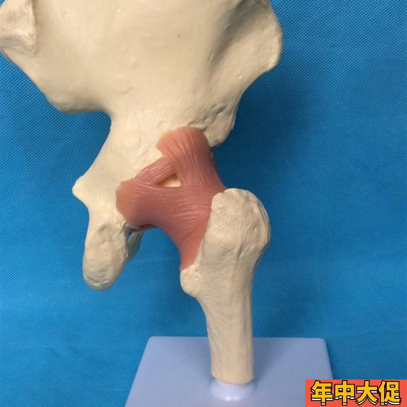 髋关节功能模型 人体骨骼骨架模型 教学医用讲解人体标本