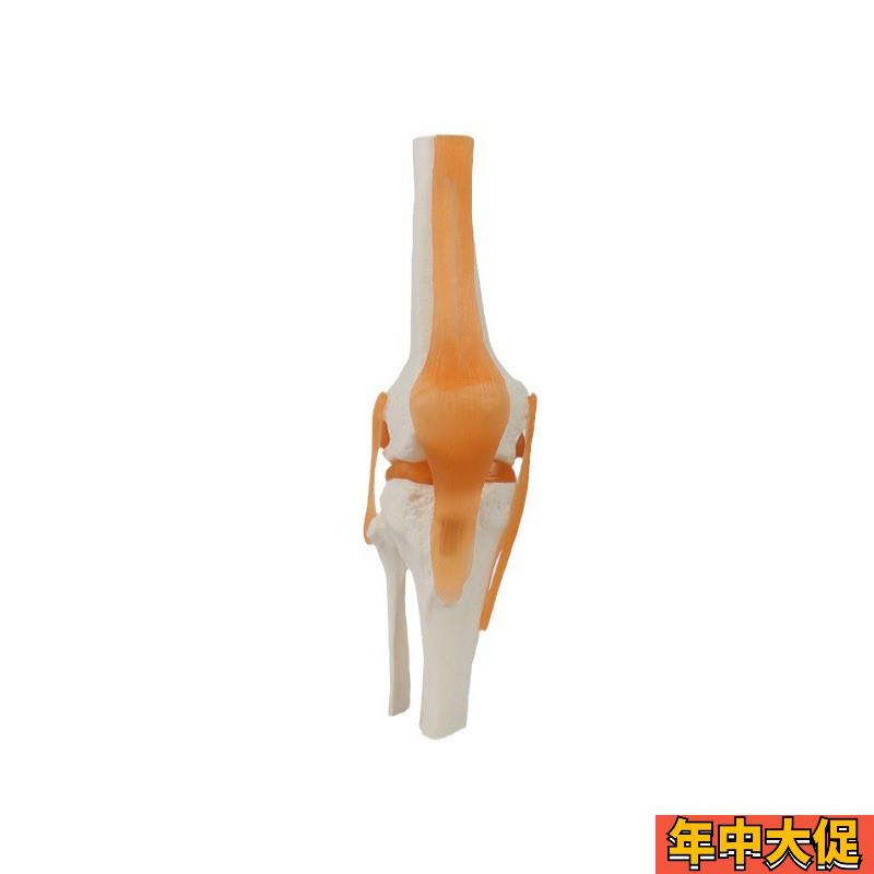 功能型关节合集 人体关节模型教学器材 教学演示用品关节骨骼
