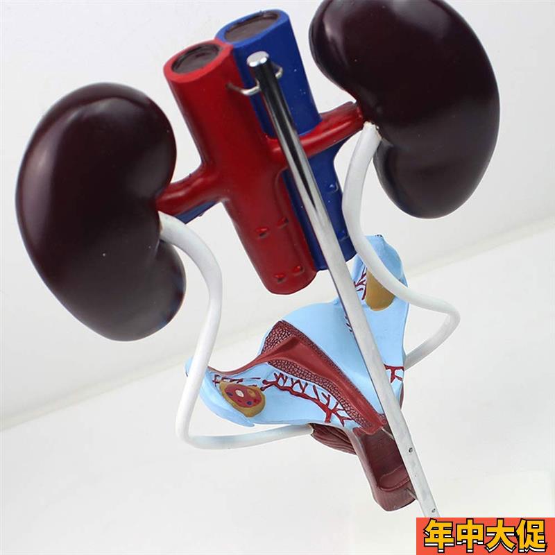 人体生殖系统泌尿肾脏膀胱前列腺子宫尿道男科妇科医患医生解剖课