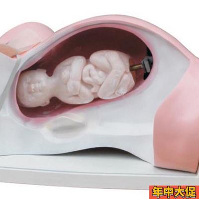 ENOVO颐诺分娩机转模型分女性分娩妇产科教学用具分娩过程骨盆