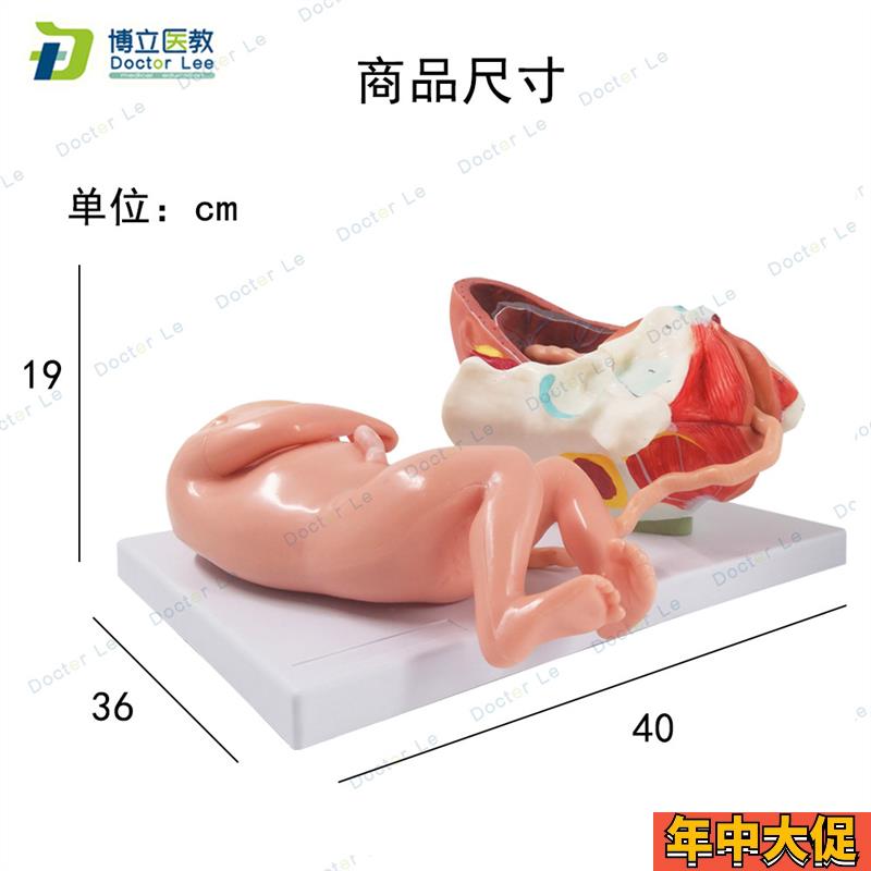 正品妊娠胚胎女性足月分娩过程出生胎位妇产科护理模型分娩模型