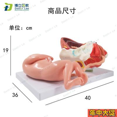 正品妊娠胚胎女性足月分娩过程出生胎位妇产科护理模型分娩模型