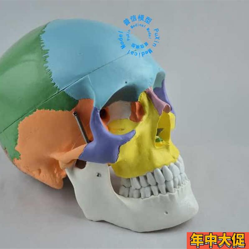 彩色头骨模型 自然大彩色头颅骨 赠彩色说明 教医用美用