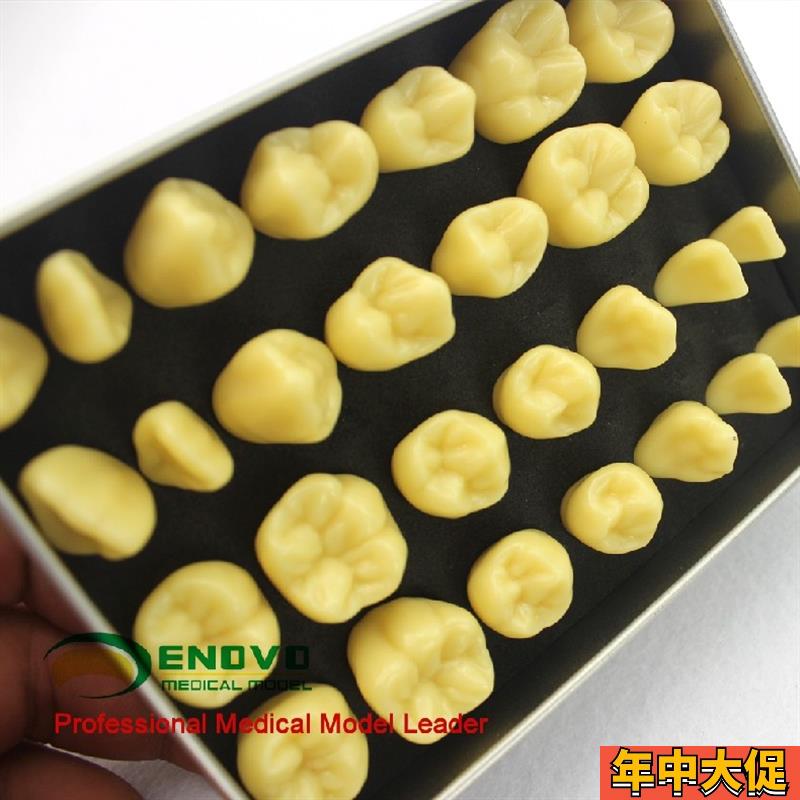ENOVO颐诺2倍雕牙练习指导模型牙颌面口腔学教学雕牙齿模型成人牙