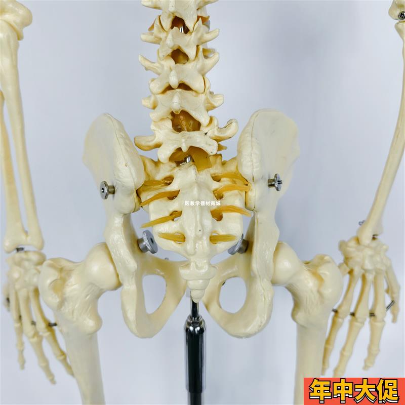 130CM人体骨骼骨架模型 带脊椎神经可活动可拆卸医用教学教具演示