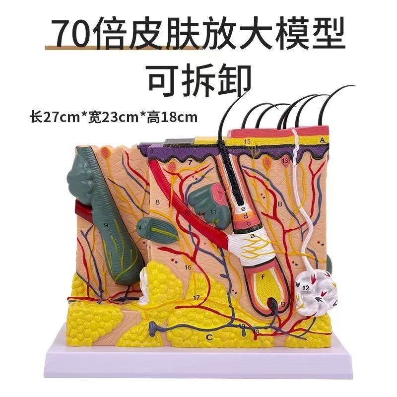 70倍人体皮肤组织结构放s大解剖模型医学美容整形立体皮肤放大模