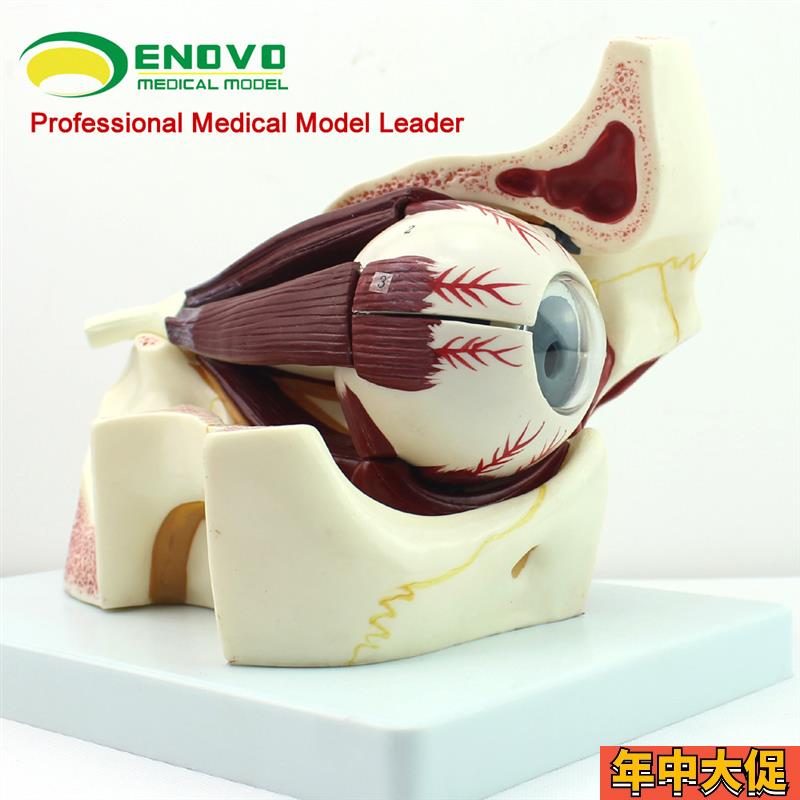 ENOVO颐诺 眼球眼眶解剖结构放大模型人体感觉器医学眼球模型 眼