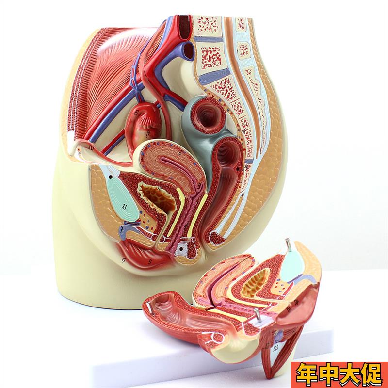 ENOVO颐诺女性盆腔解剖模型 人体生殖泌尿系统子宫妇科医学模型骨