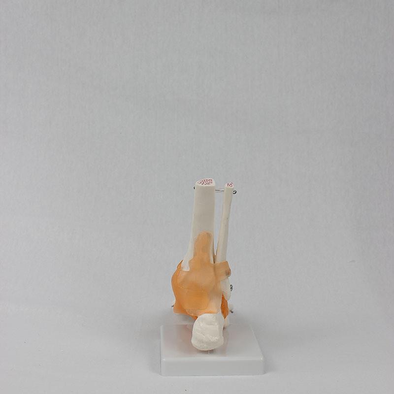 功能型脚关节模型 人体关节模型教学模型脚骨