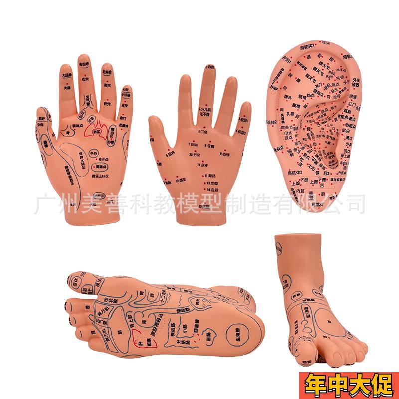 手部穴位针灸模型 足底按摩 脚部按摩 艾灸穴位足部 耳穴模型