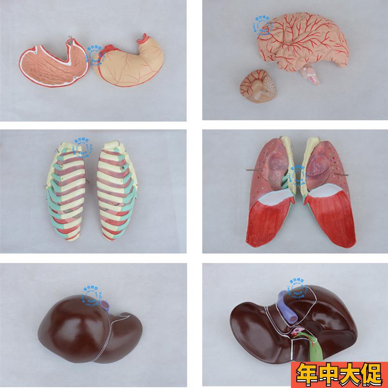 可拆分人体躯干85cm无性开背1比1成人大小 医用人体器官解剖模型