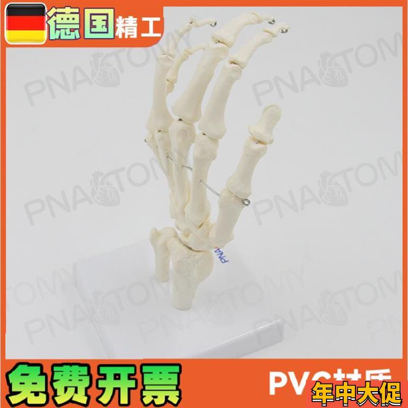 人体手关节模型手骨尺骨桡骨手骨骼手心手掌部骨骼结构手指头活动