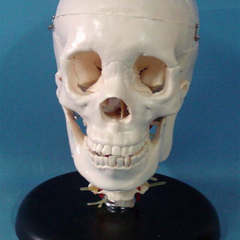 1:1头骨模型 骷髅头 骨骼 骨V架 医用模型