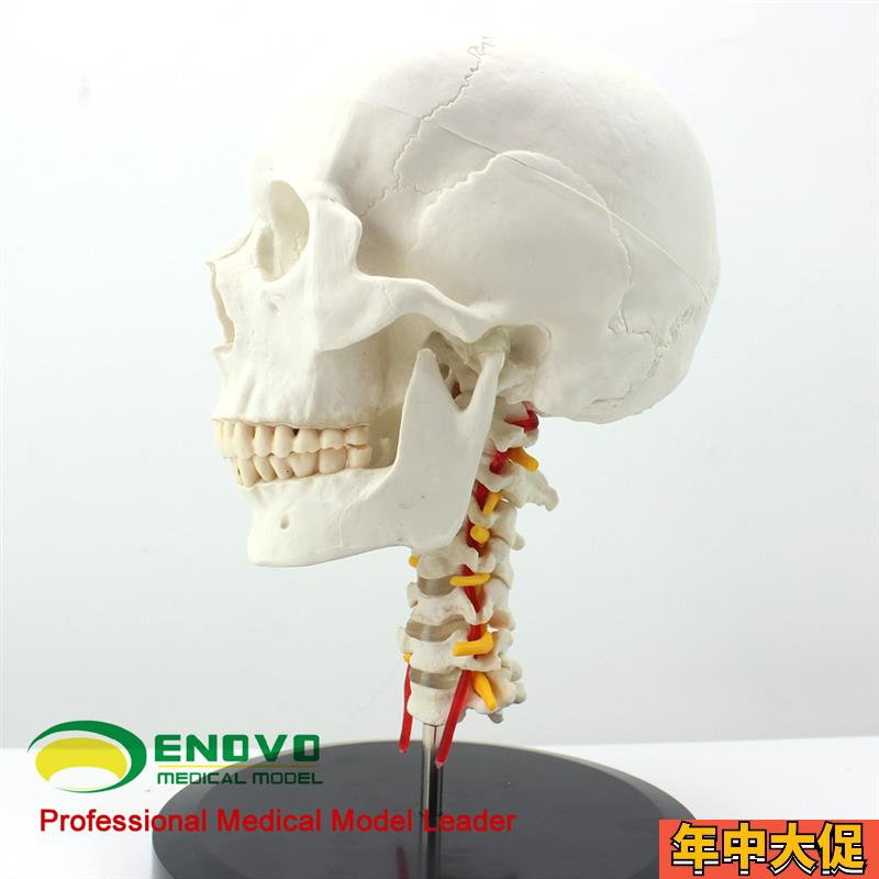 ENOVO颐诺人体头骨颅骨带颈椎模型 头骨模型颈动脉颈椎模型 枕骨