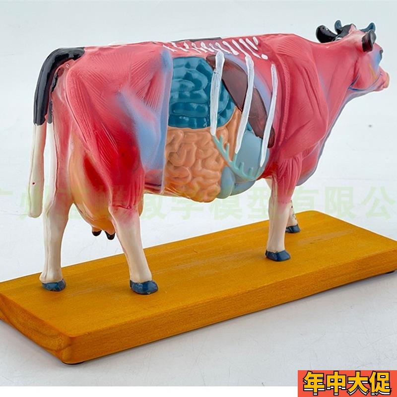 牛体针灸穴位模型及牛解剖模型 动物解剖模型牛解剖模型兽医教学