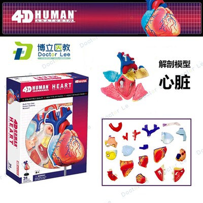 4DMASTER拼装人体模型内脏脑颅骨肌肉手P骨架眼耳牙胃心脏妊娠