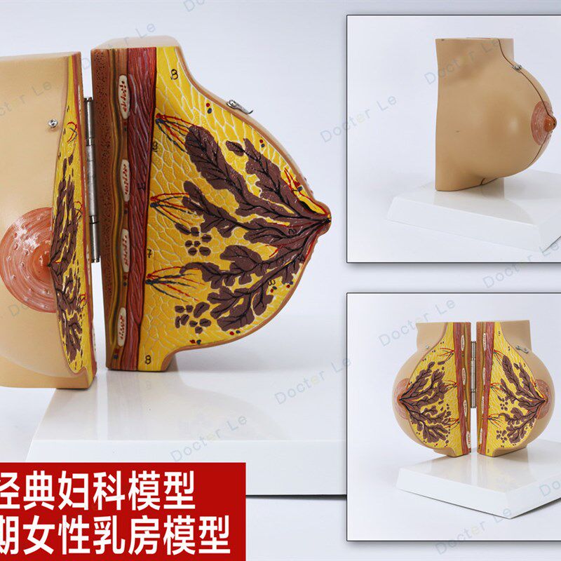 未孕女性静止期女性n乳房模型 乳房解剖丰胸乳房美容 妇科示范模