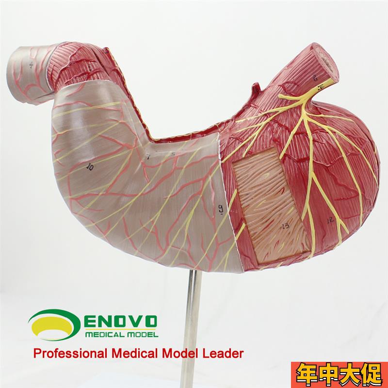 ENOVO颐诺人体胃解剖模型腹腔器官人体消化解剖系统医学器官消化