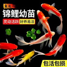 锦鲤鱼苗活体观赏鱼淡水耐活冷水好养孔雀活鱼金鱼发财天使鱼纯种