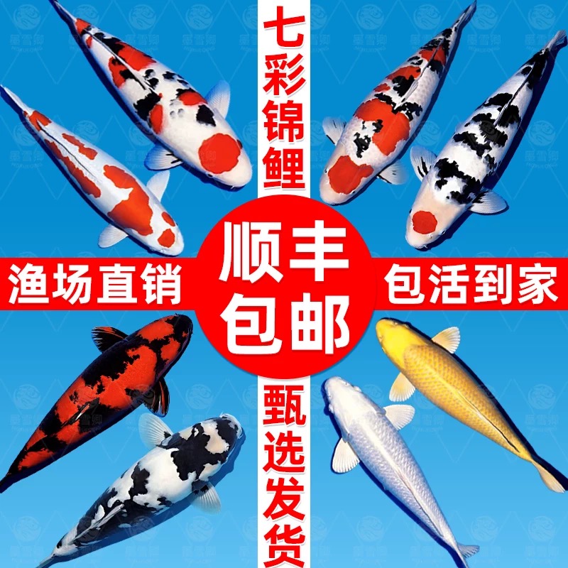 顺丰锦鲤鱼活体鱼大型鱼冷水鱼