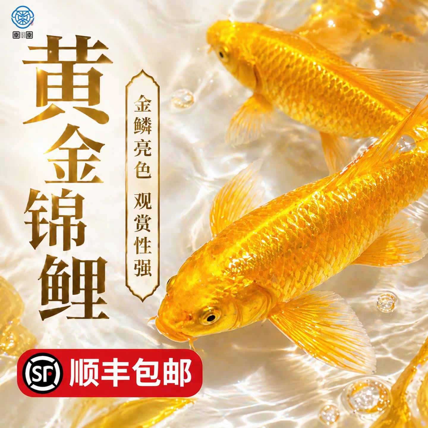 顺丰黄金锦鲤活鱼鱼金鱼活鱼好养耐活冷水淡水鱼活体草金鱼观赏鱼图片