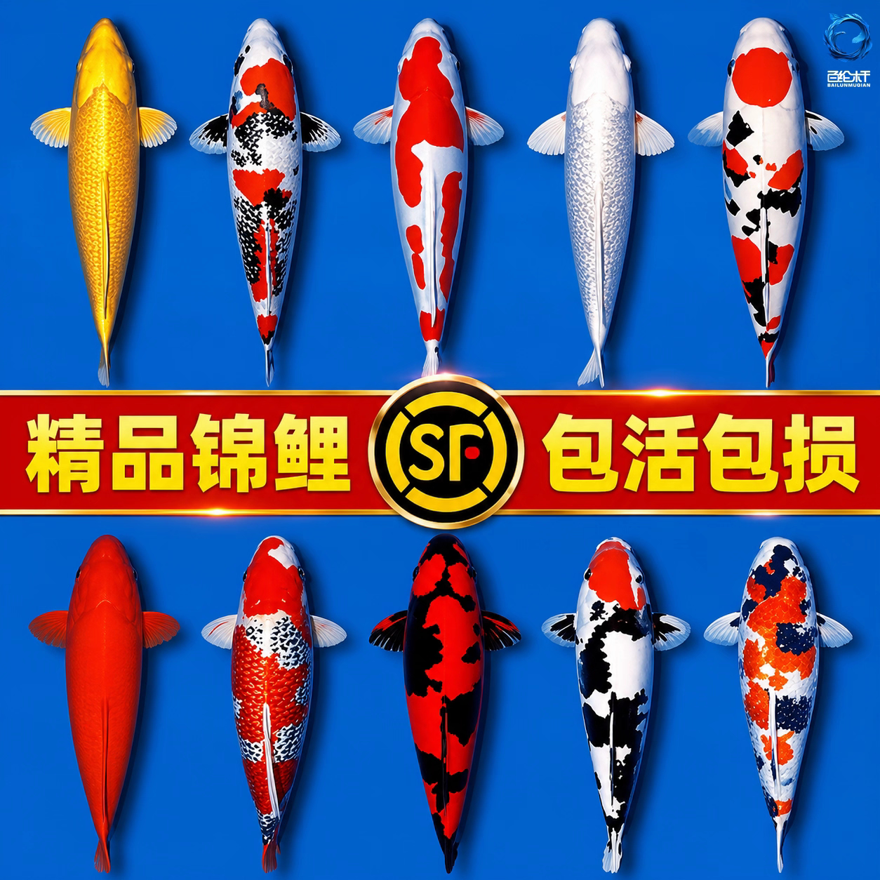 顺丰观赏鱼锦鲤鱼好养鱼活鱼冷水鱼懒人鱼淡水好养耐活草金新手鱼图片