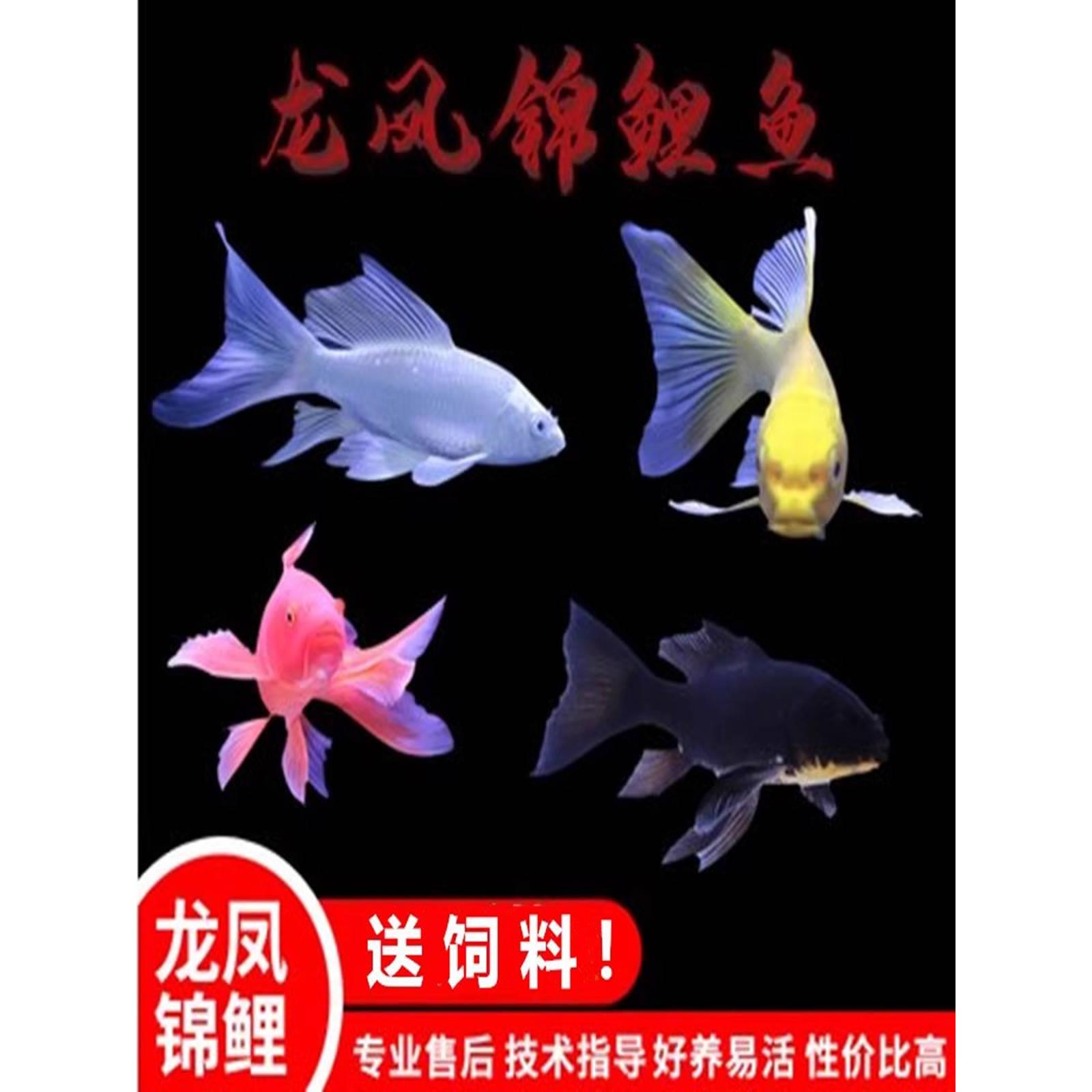 纯种龙凤锦鲤活鱼长尾活体白金好养耐活冷水鱼风水鱼黄金龙凤锦鲤图片
