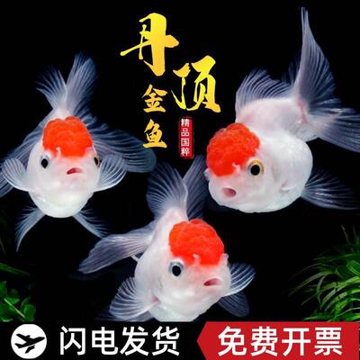 鸿运当头鱼狮子头金鱼活鱼好养耐活小鱼丹顶鹤顶红金鱼冷水不加温