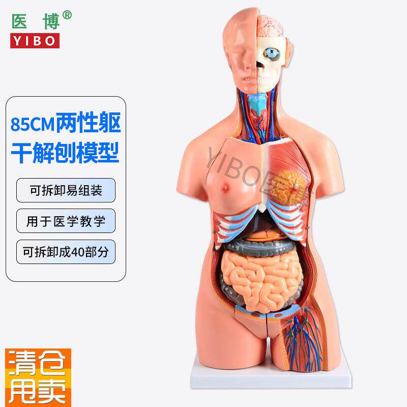 85CM两性躯干解刨模型可拆卸40r件男女性躯干及内脏器官拆卸模型