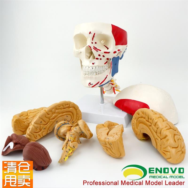 ENOVO颐诺医学人体头颅脑肌肉大脑模G型颅脑神经科解剖头骨模型1: