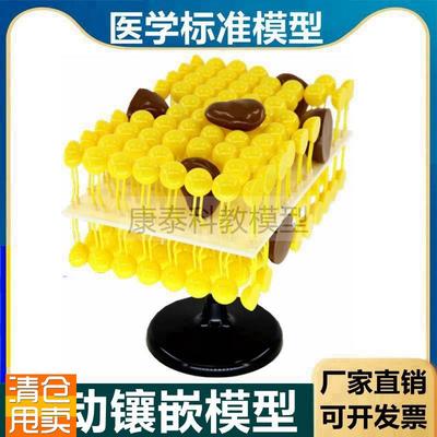 细胞膜流动镶嵌模型脂质糖蛋白B生物膜初中高中生物课用器材医用