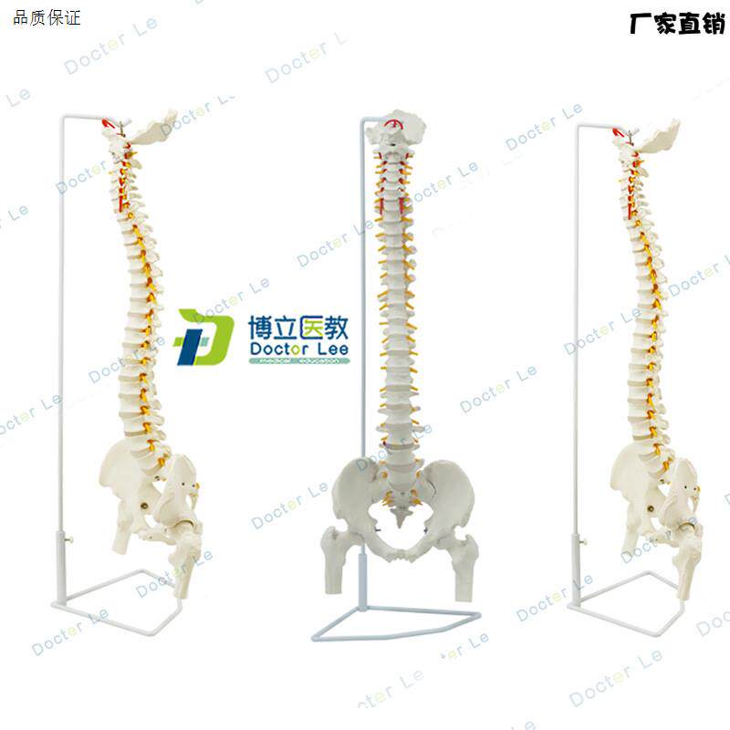 人体脊柱模型1:1正骨脊椎模型颈椎e腰椎人体骨骼模型脊椎模型