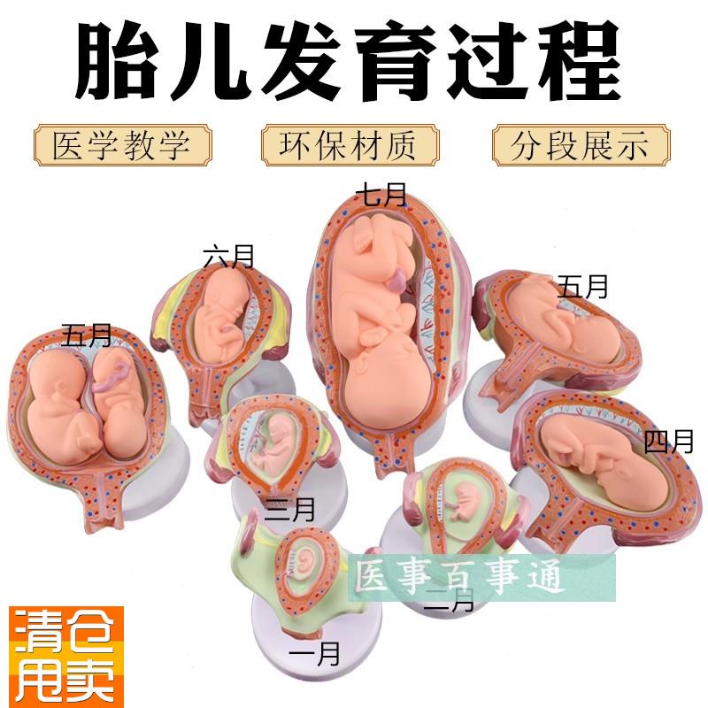 计划生育展示妊娠胚胎发育模型胎儿形成发育过V程模型生殖健康