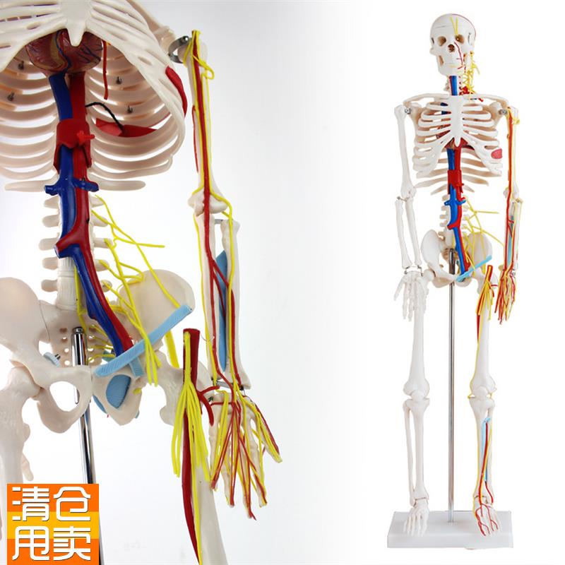 颐诺正品医用85CM人体骨骼带E心脏与血管模型小针刀骨骼模型