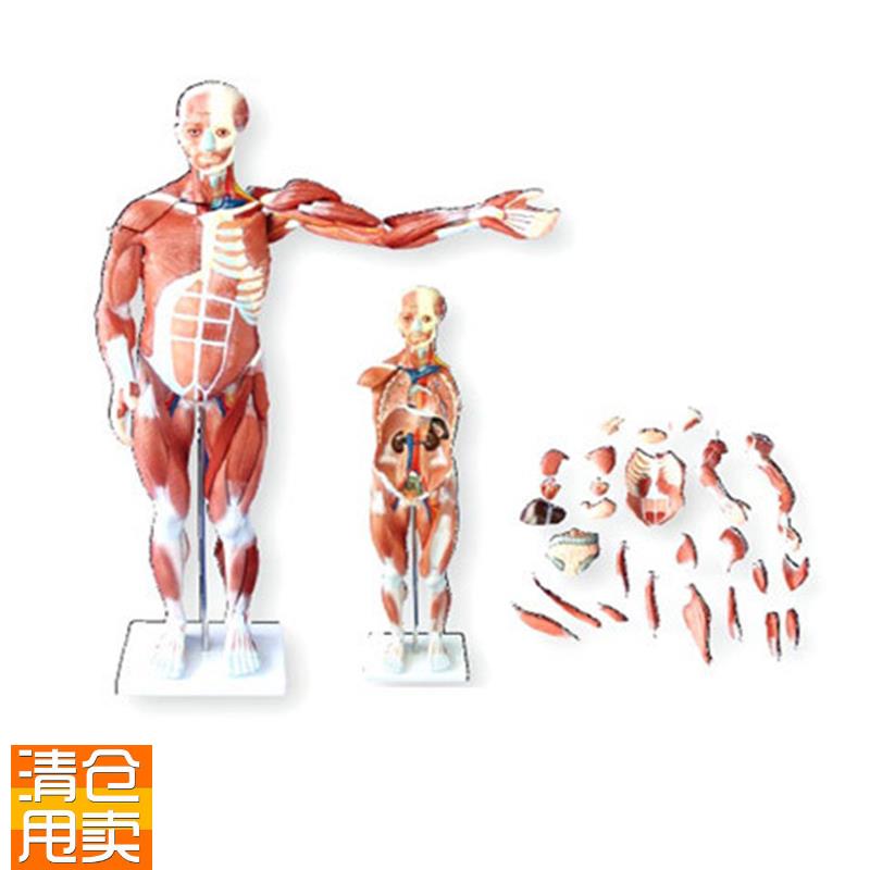 80CM人体肌肉模型Q医学教学模具