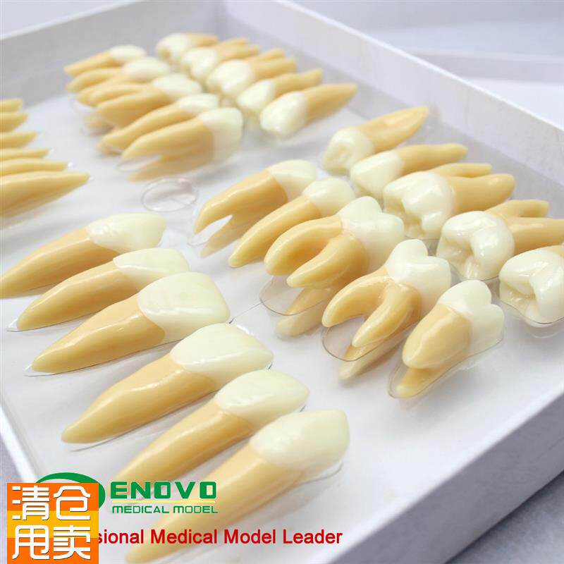 颐诺正品牙体解剖构造模型口腔修复学牙齿模T型牙科雕牙指导