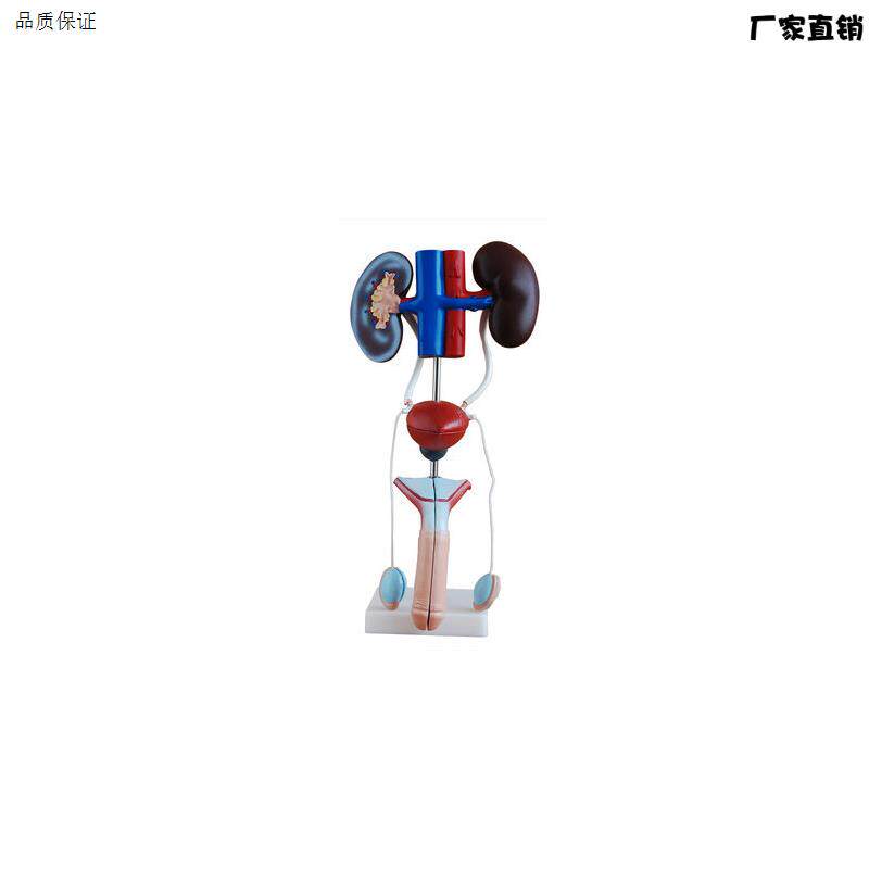 男性泌尿生殖系统模型人体泌尿系统解剖模型肾脏膀E胱阴茎睾丸