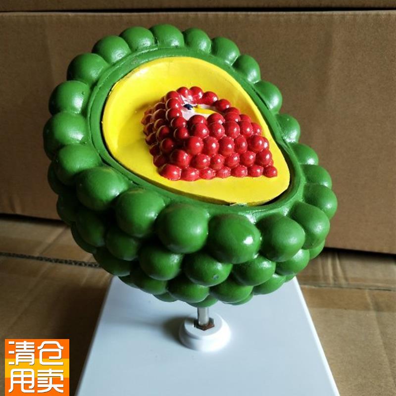 全新艾滋病病毒结构模型教学医学教具X细菌病毒模型