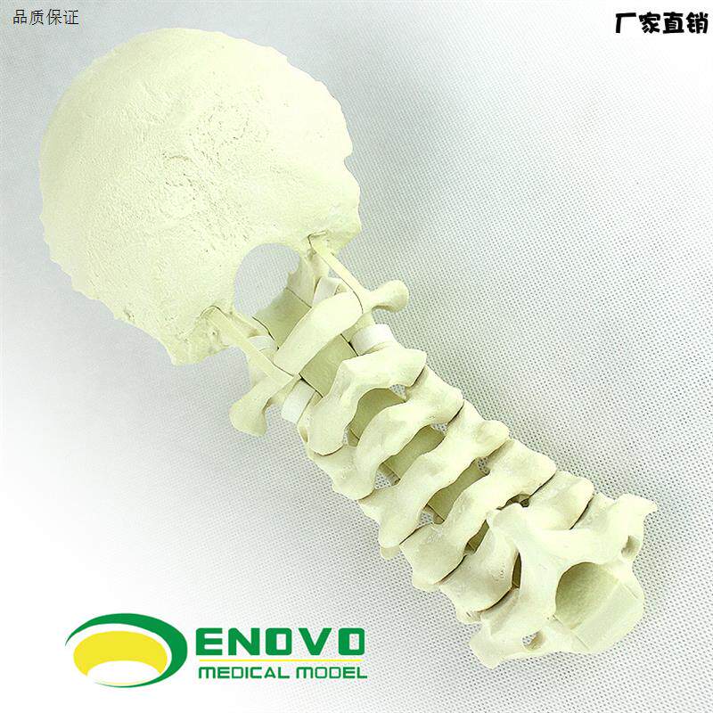 ENOVMO正品人体颈椎后路系统手术PCF操作仿真骨Sawbone骨科模型